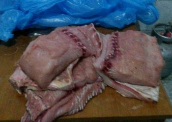 Pirarucu é espécie fragilizada pela ação dos pescadores predatórios | Foto: Divulgação