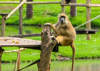 febre amarela em Goiânia / Foto: Reprodução