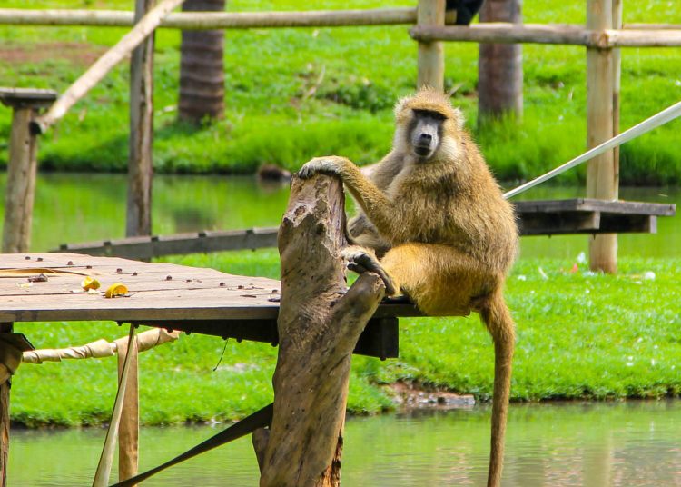 febre amarela em Goiânia / Foto: Reprodução