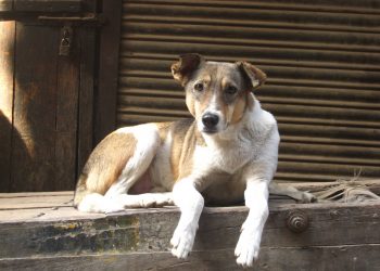 Veículo passaria pelos bairros realizando castração de animais | Foto: Reprodução