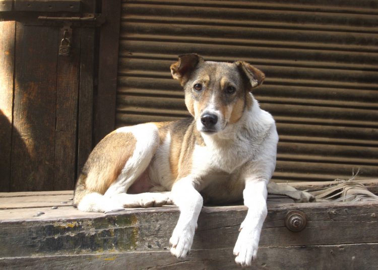 Veículo passaria pelos bairros realizando castração de animais | Foto: Reprodução