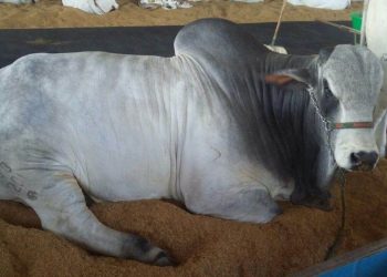 Obama Cristal tem 35 meses de idade e fará presença na Pecuária 2017 | Foto: Divulgação