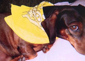 “Era muito doce, coitado. Muito, muito bom”, lamentou o dono | Foto: Arquivo pessoal