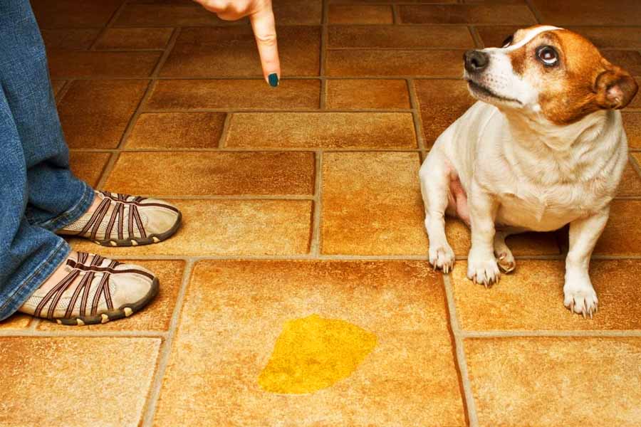 Xixi do cachorro é problema frequente para os donos dos bichinhos | Foto: Reprodução