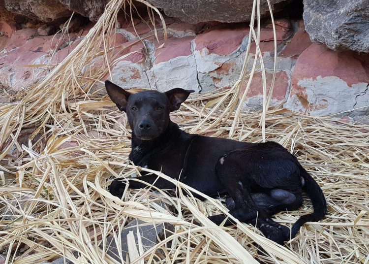 Cachorro está muito machucado e com medo | Foto: Folha Z
