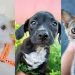 Pets recuperados pelo Grupo Miau AuAu. | Foto: Divulgação
