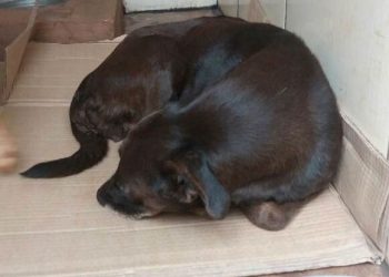 Delegada busca pessoas dispostas a adotarem os animais | Foto: Divulgação / Polícia Civil