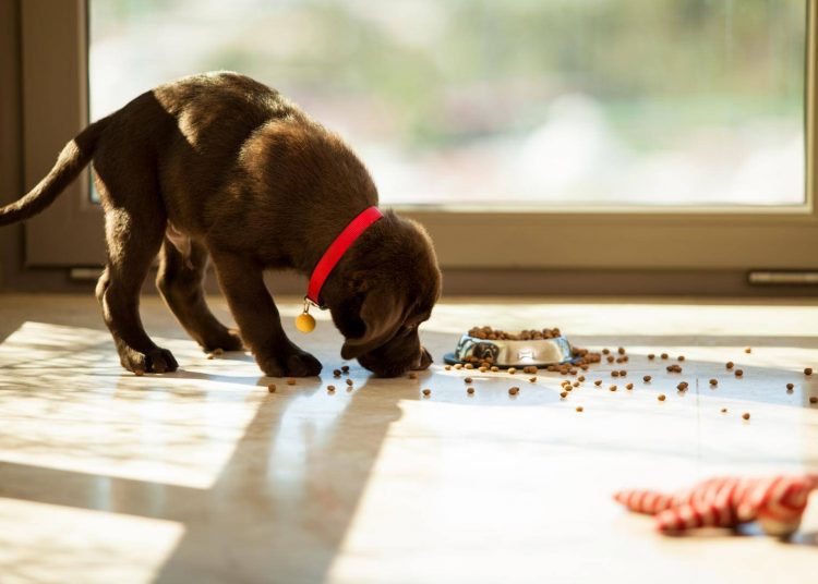 Espalhar a comida do cachorro é uma das dicas da especialista em comportamento canino Cinthia Suzuki | Foto: Reprodução