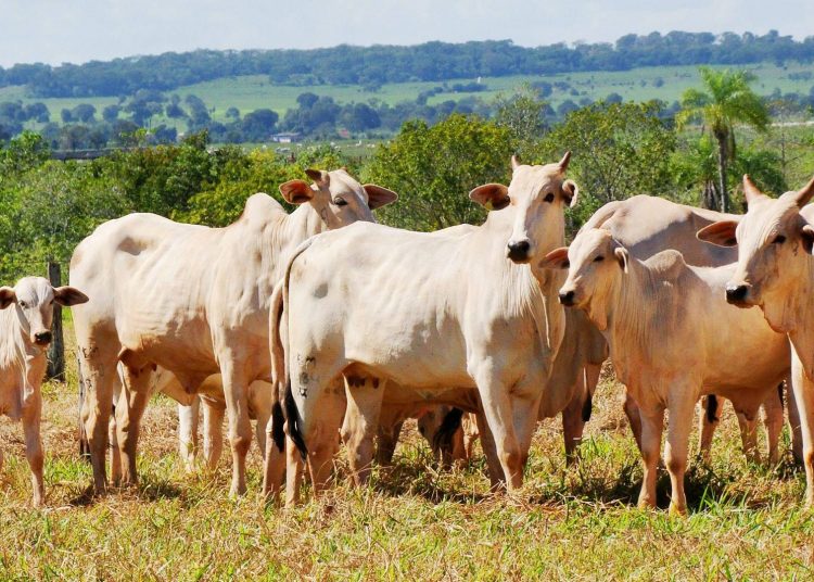 Rastreamento animal foi retirado da pauta da Alego nesta segunda, 5 | Foto: Reprodução