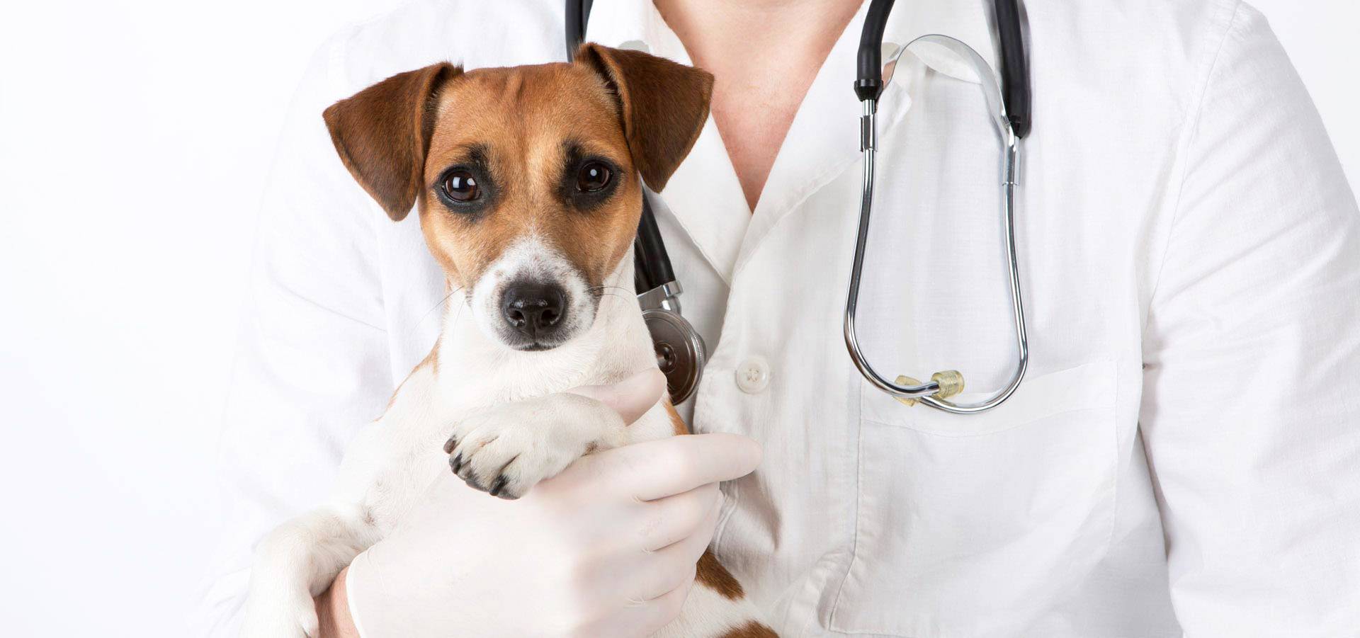 Hospital veterinário 