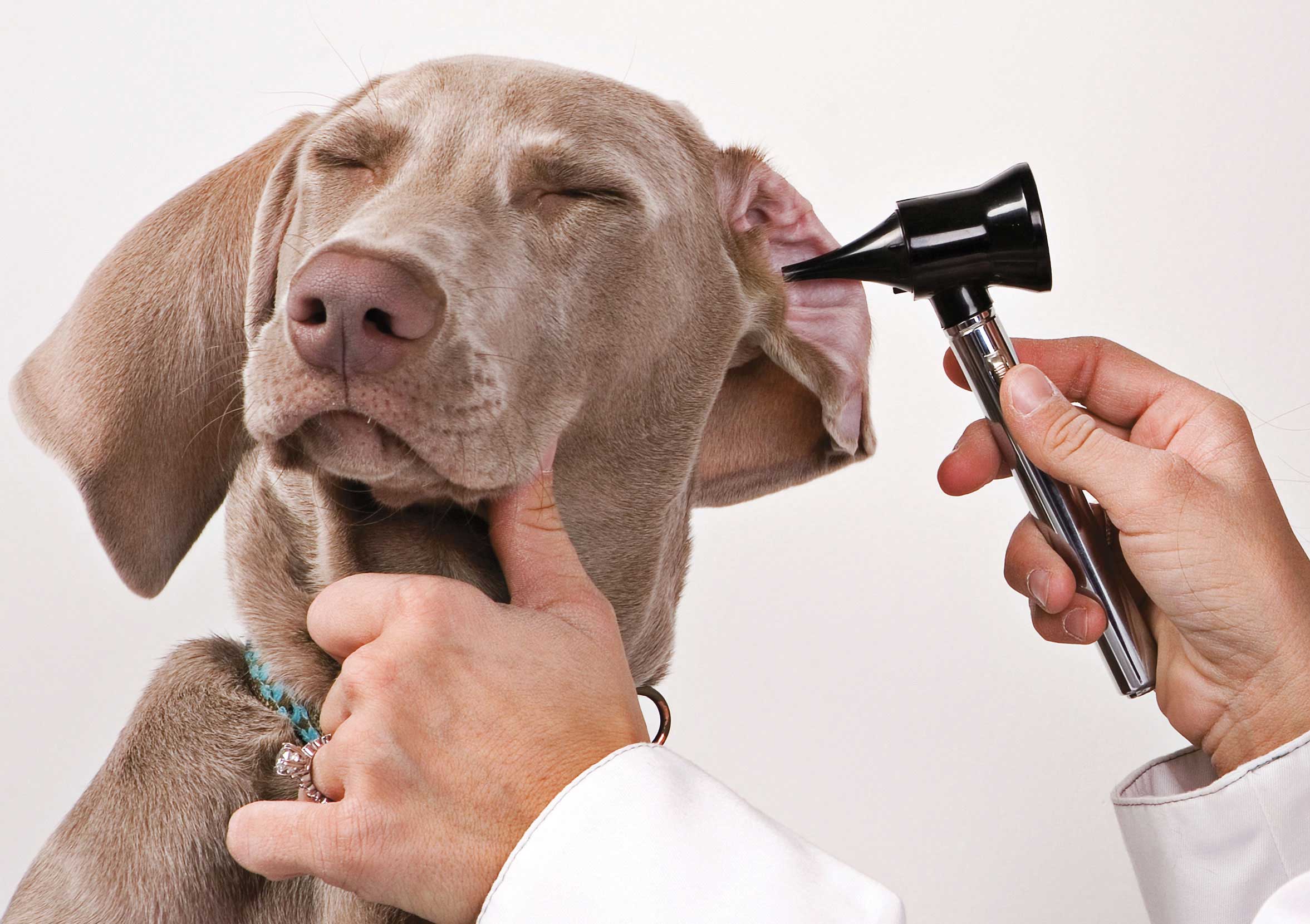 Cães surdos podem ter vidas normais | Foto: Reprodução