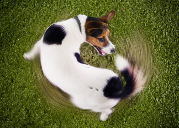 Você sabe dizer se as manias do seu cachorro são inofensivas ou se tornaram compulsão? | Foto: Reprodução