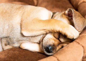 Não é raro encontrarmos um cachorro que entre em pânico nestas datas comemorativas, em razão dos barulhos altos produzidos pelos fogos de artifícios | Foto: Reprodução