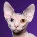 Sphynx – O gato pelado | Foto: Reprodução