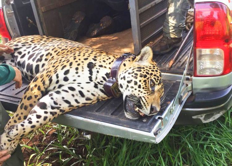 Onça que assustou moradores de condomínio em Goiânia foi capturada em dezembro de 2017 capturada | Foto: Divulgação/ Ibama