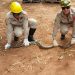 Em Goiás, sucuri de 2,5 m é encontrada presa em motor de caminhão e bombeiros atuam no resgate | Foto: Divulgação/ Corpo de Bombeiros