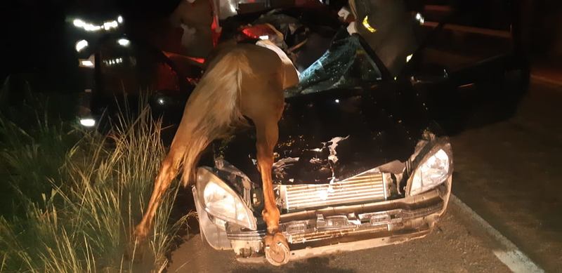 Acidente com cavalo na BR-153 mata idosa e deixa feridos