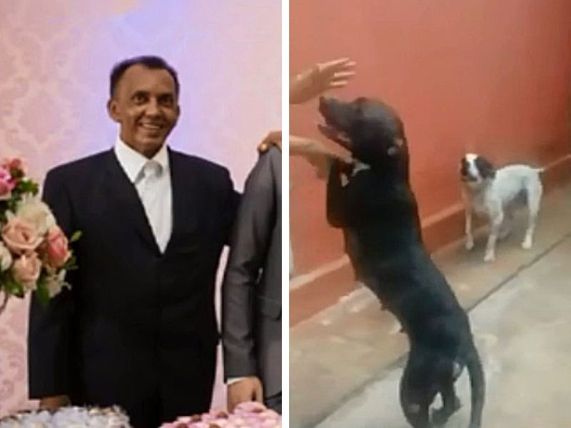 Pit Bulls atacam e matam dono de 55 anos em Goiânia