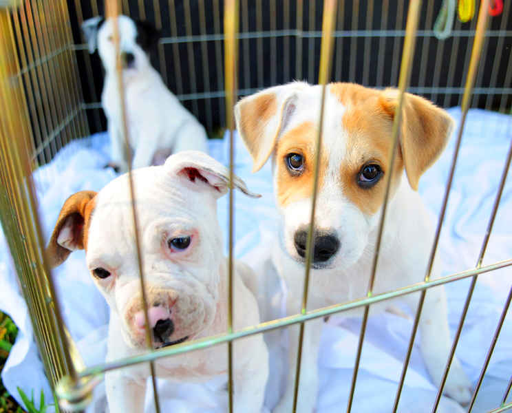 CCJ aprova proibição da venda de animais em pet shops de Goiânia