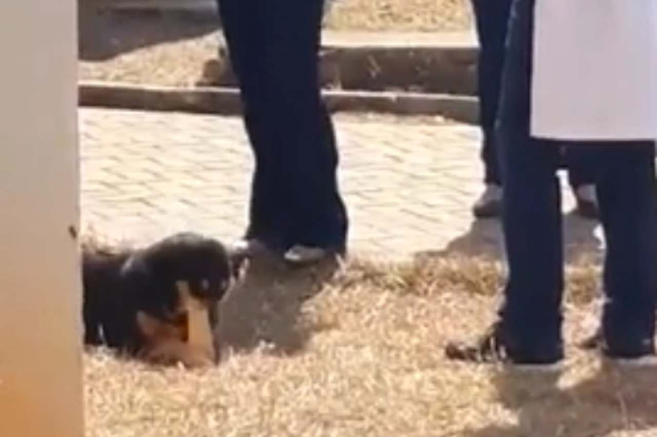 Cachorro osso UFG Goiânia