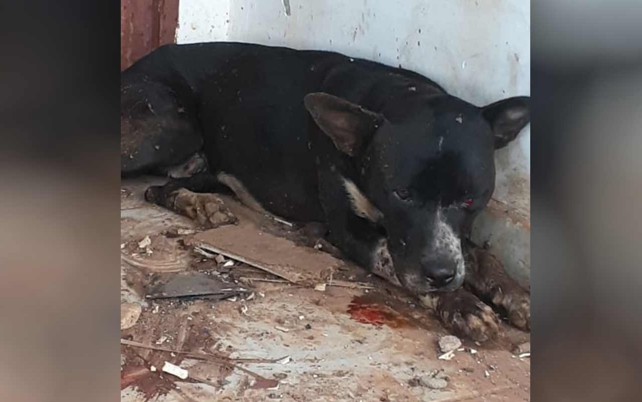 cachorro ferido baleado agredido