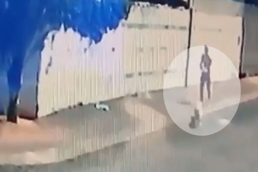 câmeras homem cachorro