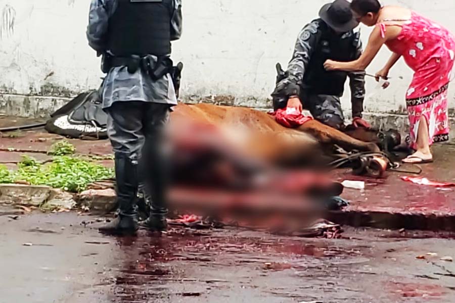 Cavalo atropelado pertencia à Cavalaria da PM-GO | Foto: Leitor/FZ