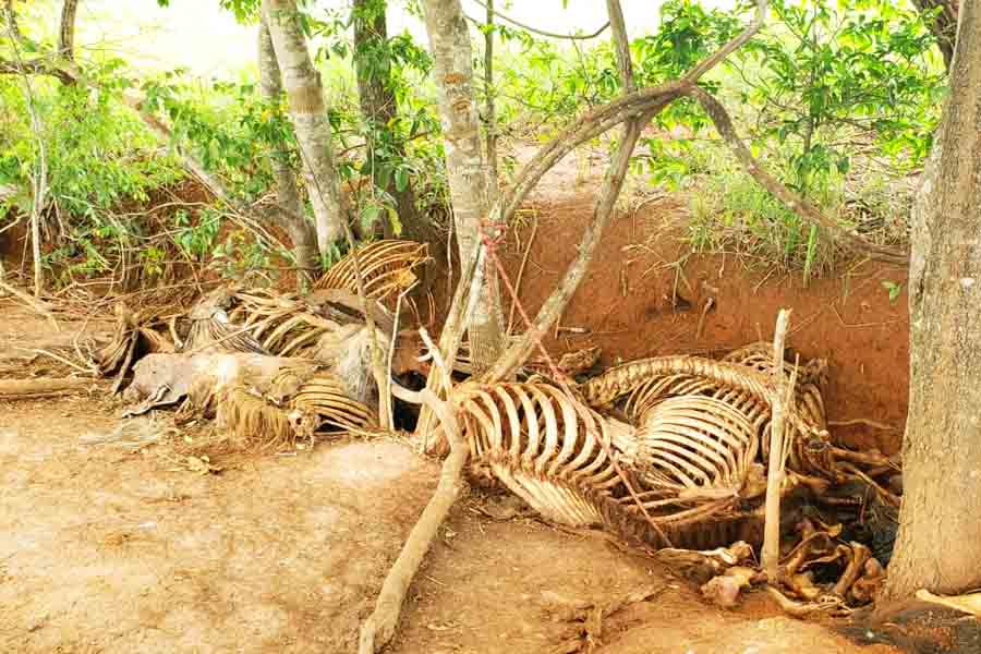 Carne de cavalo era transformada em hambúrguer, salsicha e espetinho, suspeita PC | Foto: José Alves/Folha Z