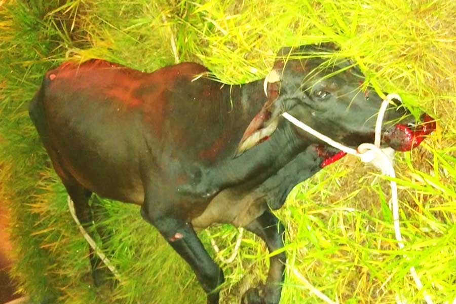 Boi fica gravemente ferido após ser atropelado na GO-040