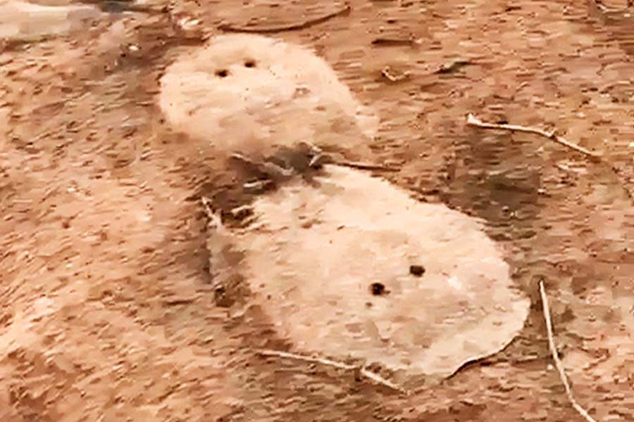 Secretaria investiga morte de dezenas de arraias no Rio Araguaia