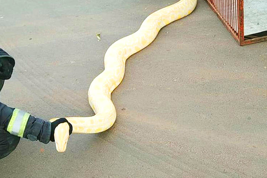 SUSTO: Moradora encontra cobra albina de 2 metros no quintal de casa em Aparecida