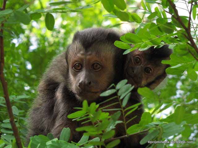 Criança é atacada por macaco em parque de Goiânia