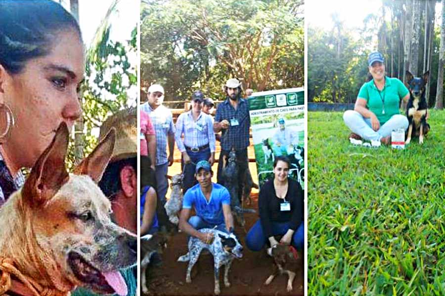 Virgínia Guimarães em três momentos: primeiro dia de formação, em 2014, conclusão do curso e foto atual do trabalho de adestramento de cães de pastoreio | Arquivo Pessoal