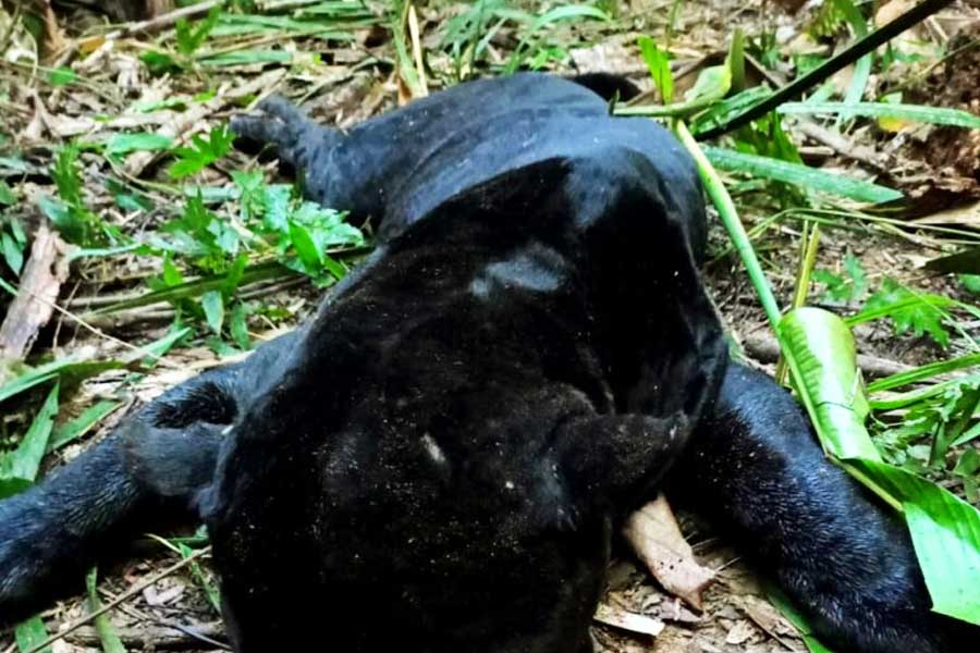Moradores matam onça após morte de criança no interior do Pará | Foto: Reprodução
