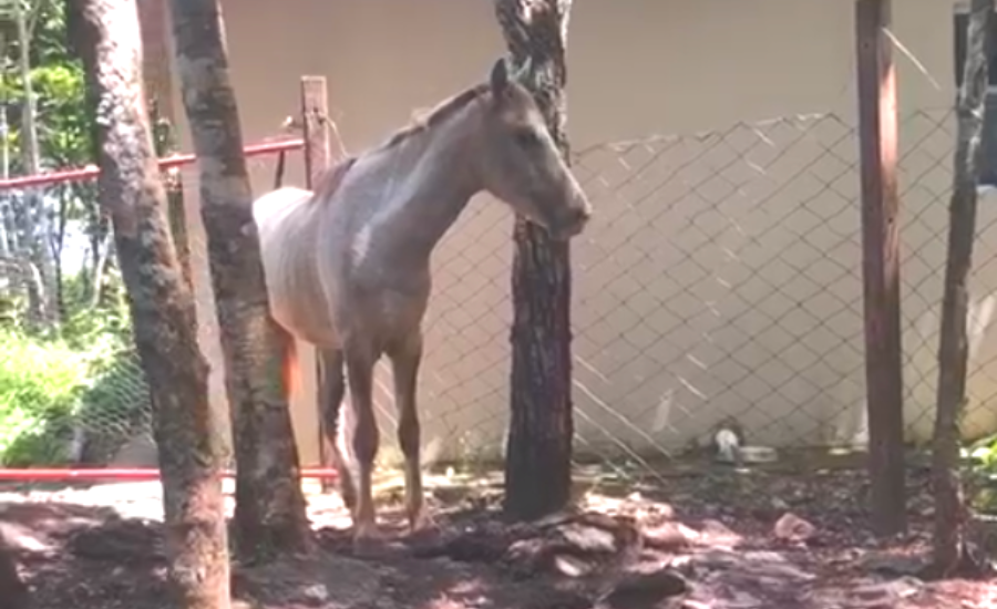 PC desmancha abatedouro clandestino que fornecia carne de cavalo para restaurantes e supermercados de Aparecida de Goiânia