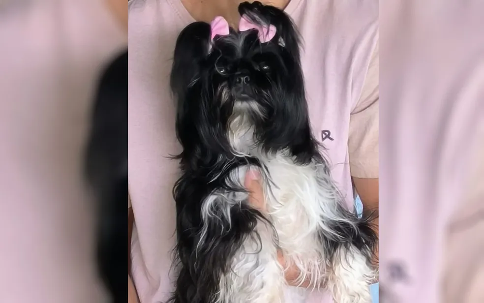 Luma, a shih tsu de 3 anos | Foto: Arquivo Pessoal