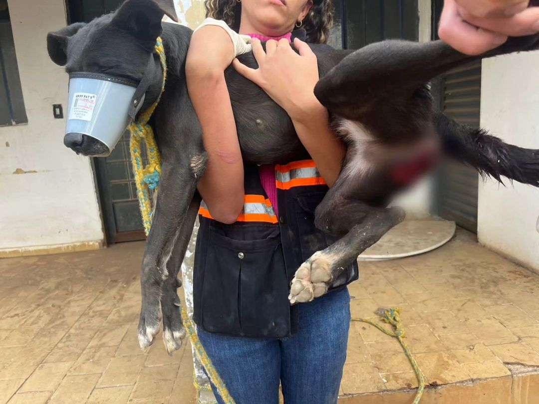 Cadela é resgatada após apresentar indícios de estupro no Cruzeiro do Sul