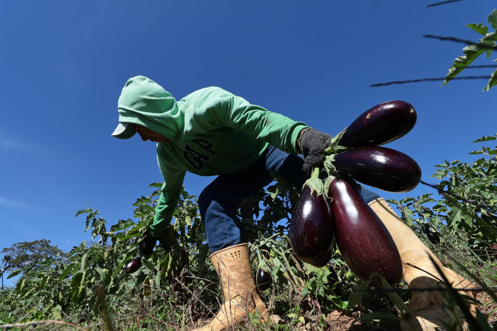 Divino colhe cerca de 300 a 400 hortaliças por mês | Foto: Ruber Couto