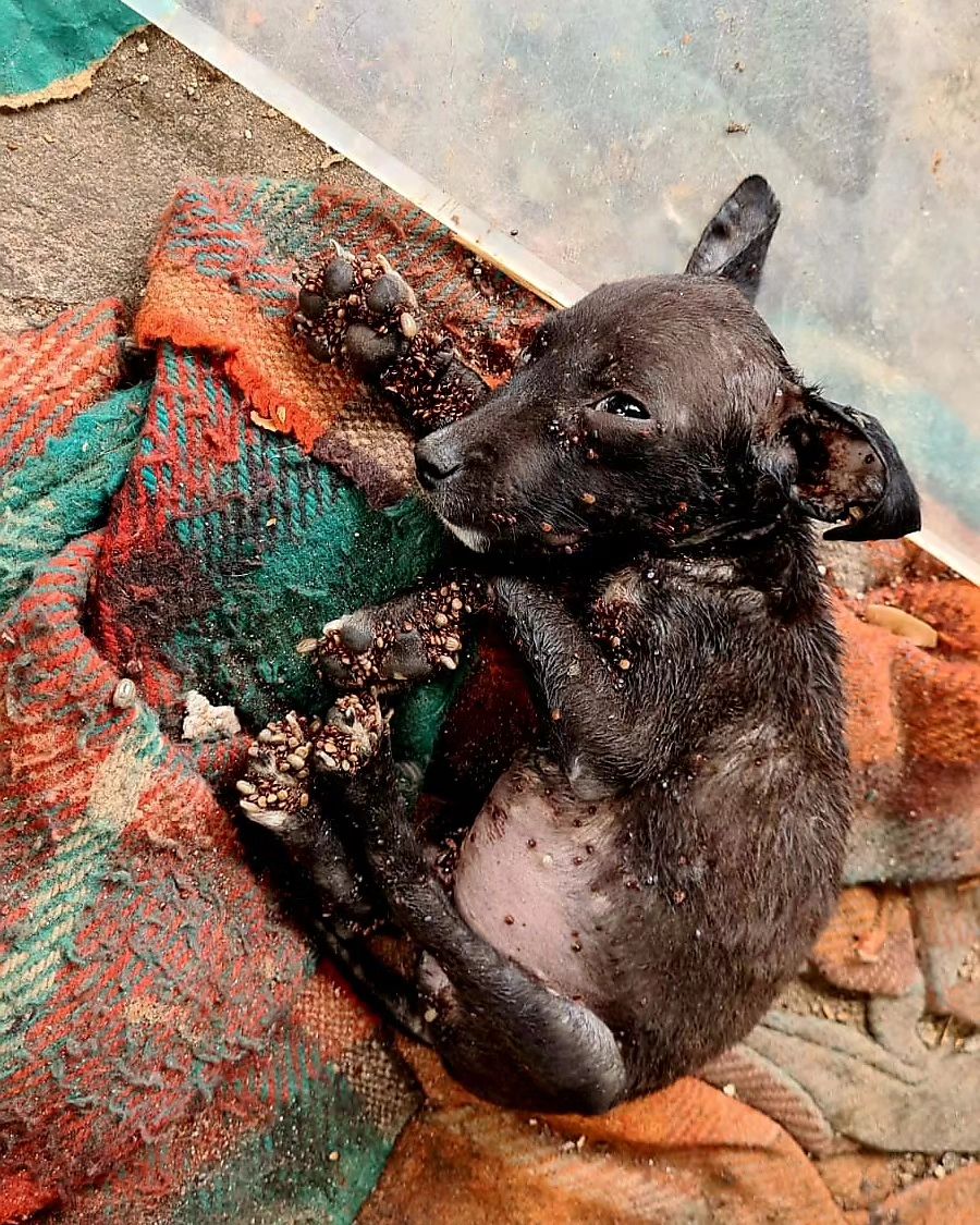 Desnutridos e cobertos de carrapatos, cadela e filhote são resgatados em Goiânia