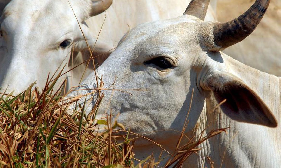 Goiás tem 3 vezes mais gado do que habitantes