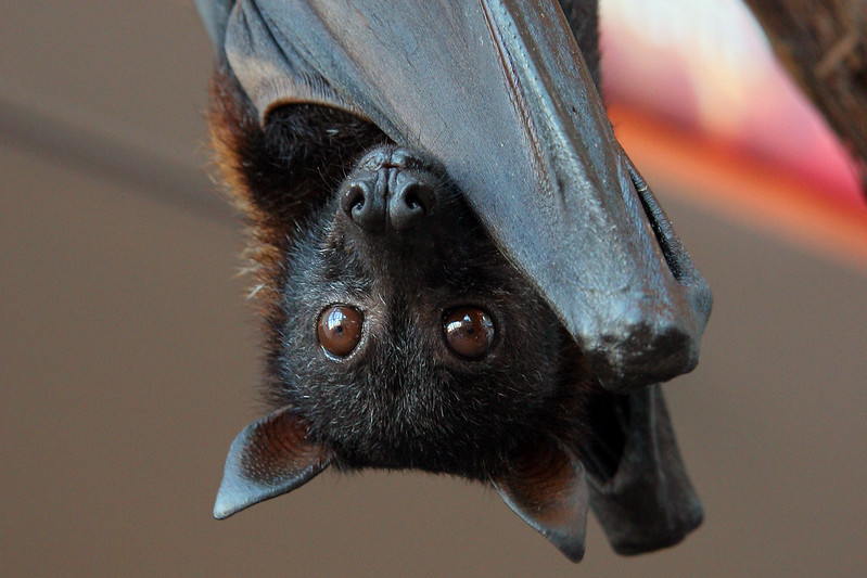 O que é Nipah Vírus, doença que fez a Índia decretar lockdown em escolas e empresas?