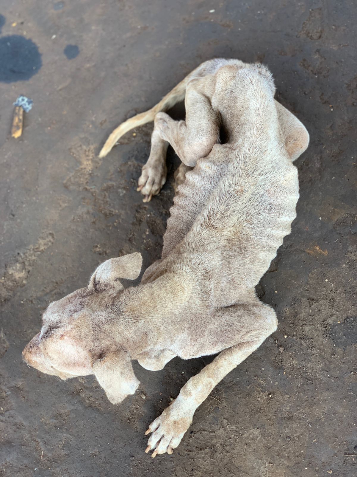 Animal estava em situação de extrema magreza | Foto: PCGO