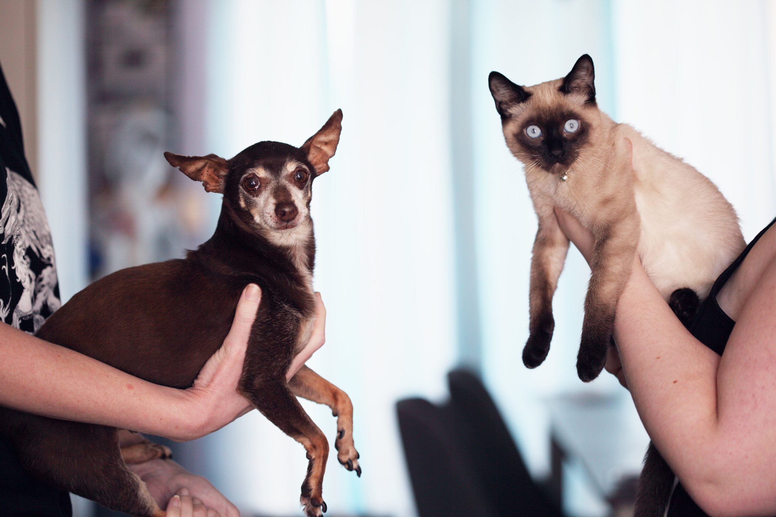 Shopping em Aparecida oferece cães e gatos castrados e vacinados para adoção; saiba como adotar