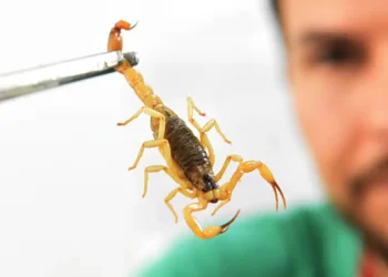 Goiânia mira combate e já recolheu 95 escorpiões em 2025v