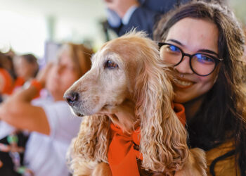 Governo cria plataforma para evitar desaparecimento de cães e gatos. Veja como funciona