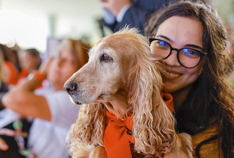 Governo cria plataforma para evitar desaparecimento de cães e gatos. Veja como funciona