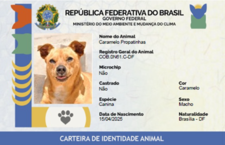 Governo cria plataforma para evitar desaparecimento de cães e gatos. Veja como funciona