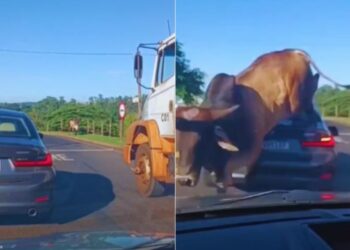 Touro solto invade avenida em Ribeirão Preto e salta sobre carro com mãe e filha (VÍDEO)