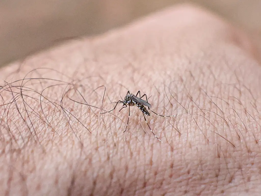 febre amarela aparecida de goiânia 